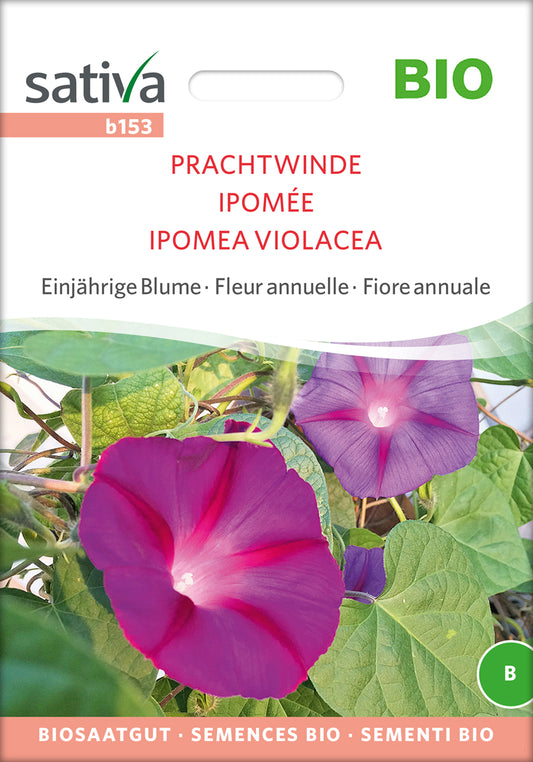 Artikelbild 1 von "BIO Prachtwinde" aus der Kategorie Windensamen