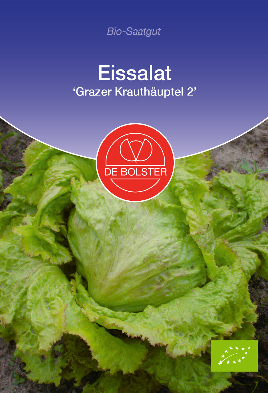 Artikelbild 1 von "BIO Eissalat Grazer Krauthäuptel 2" aus der Kategorie Eissalatsamen