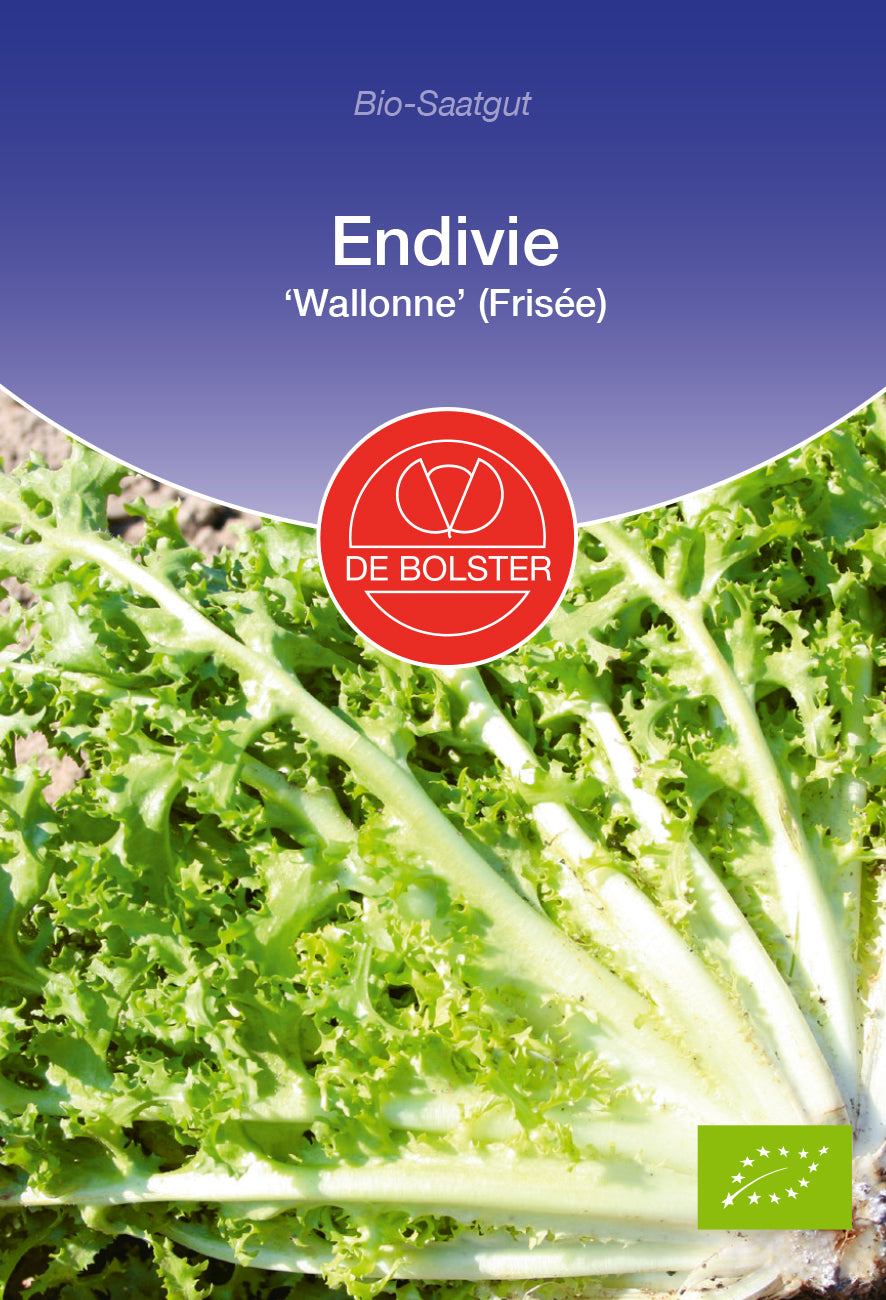 Artikelbild 1 von "BIO Endivie Wallonne ( Frisée) [MHD 12/2024]" aus der Kategorie Salatsamen