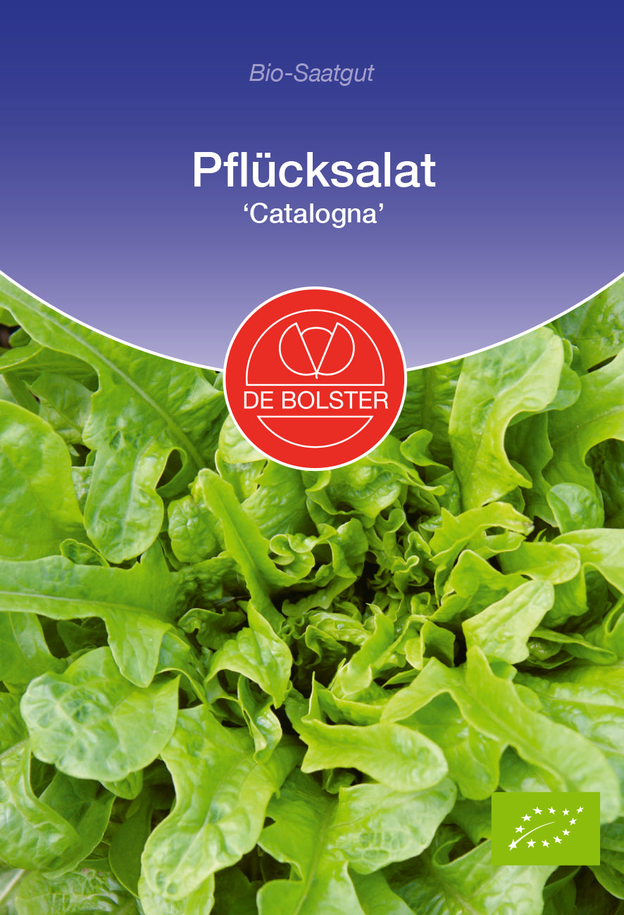 Artikelbild 1 von "BIO Pflücksalat Catalogna" aus der Kategorie Pflücksalatsamen