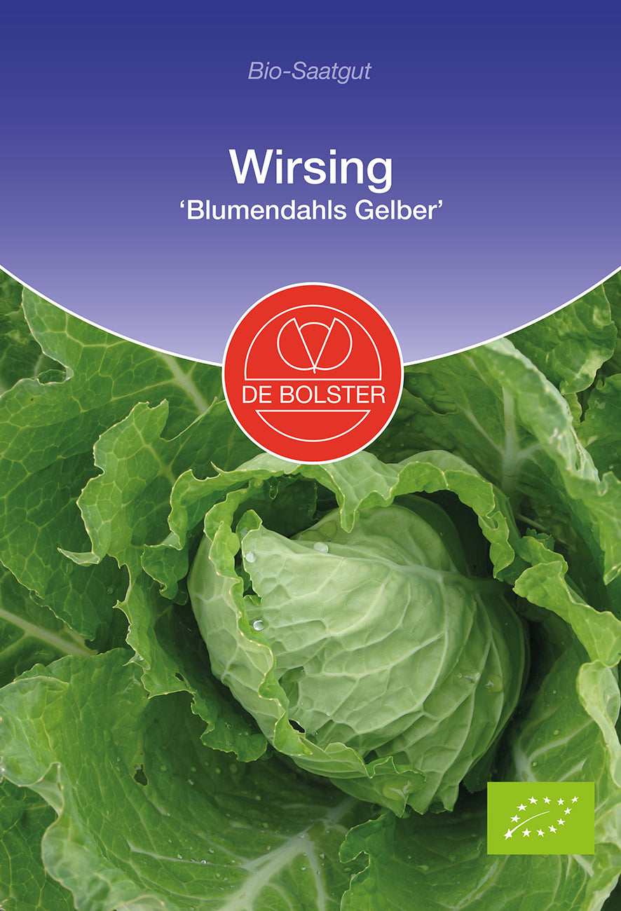 Artikelbild 1 von "BIO Wirsing Blumendahls [MHD 12/2024]" aus der Kategorie Wirsingsamen