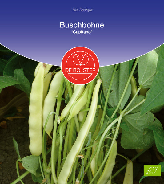 Artikelbild 1 von "BIO Buschbohne Capitano [MHD 12/2025]" aus der Kategorie Buschbohnensamen