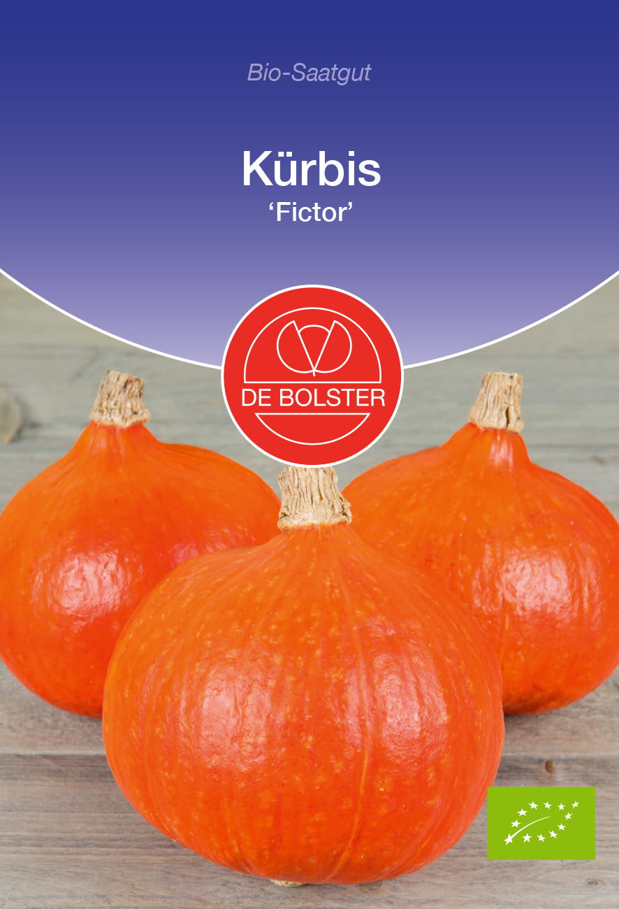 Artikelbild 1 von "BIO Kürbis Fictor" aus der Kategorie Kürbissamen