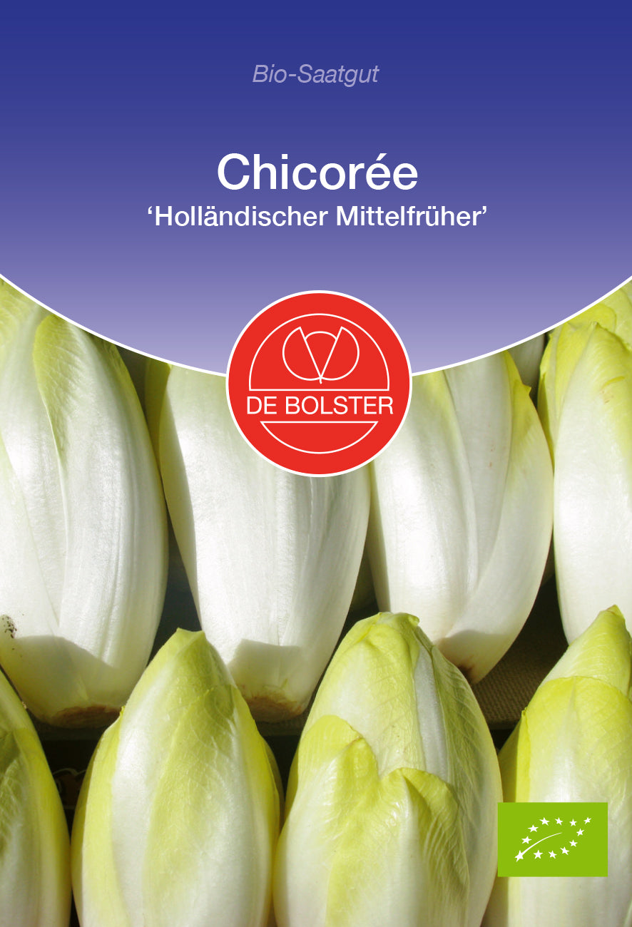 Artikelbild 1 von "BIO Chicorée Holländischer Mittelfrüher" aus der Kategorie Chicoréesamen
