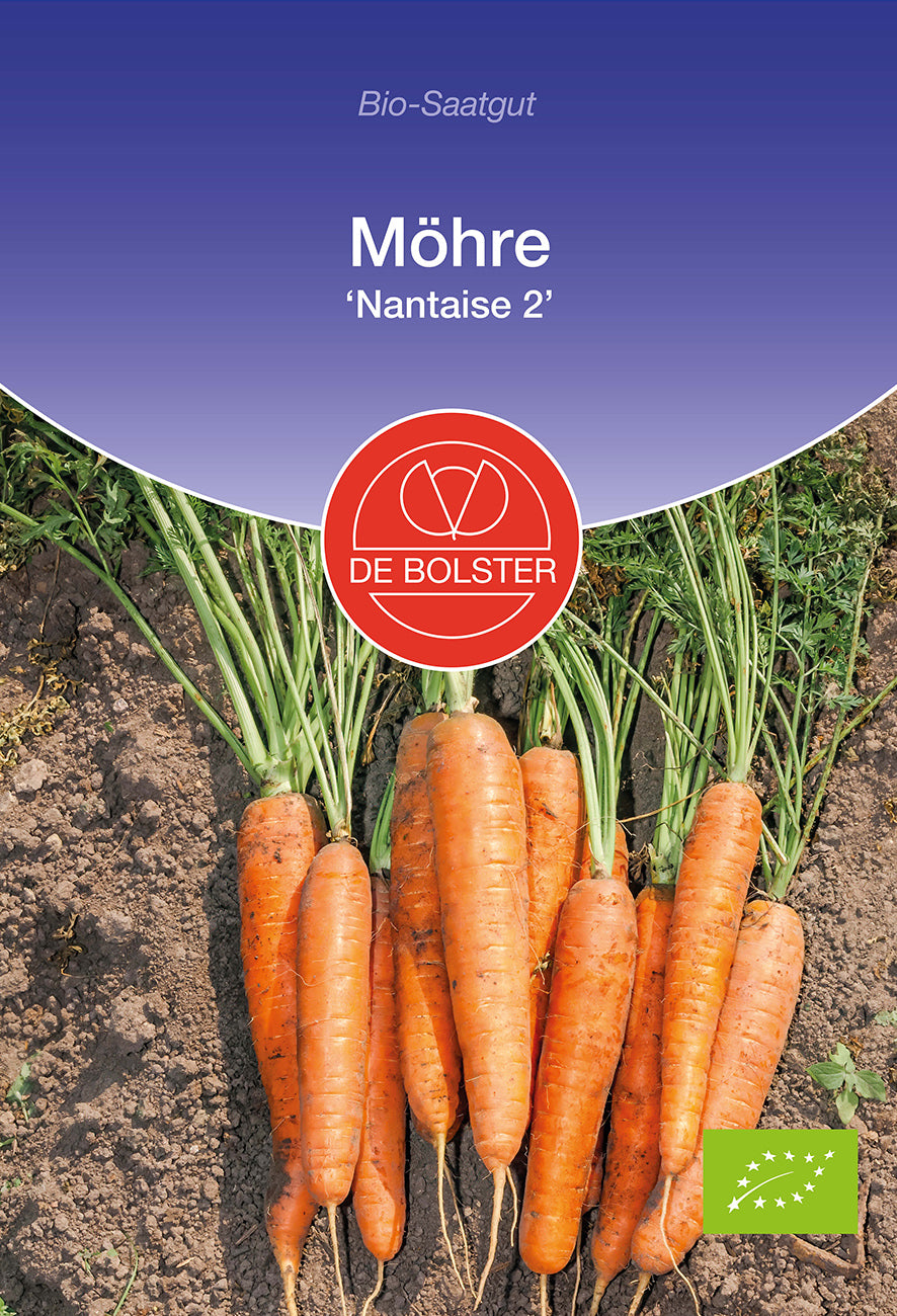 Artikelbild 1 von "BIO Möhre Nantaise 2" aus der Kategorie Möhrensamen