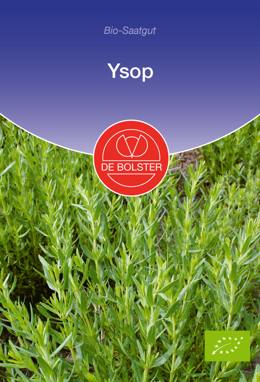 Artikelbild 1 von "BIO Ysop [MHD 12/2023]" aus der Kategorie Ysopsamen
