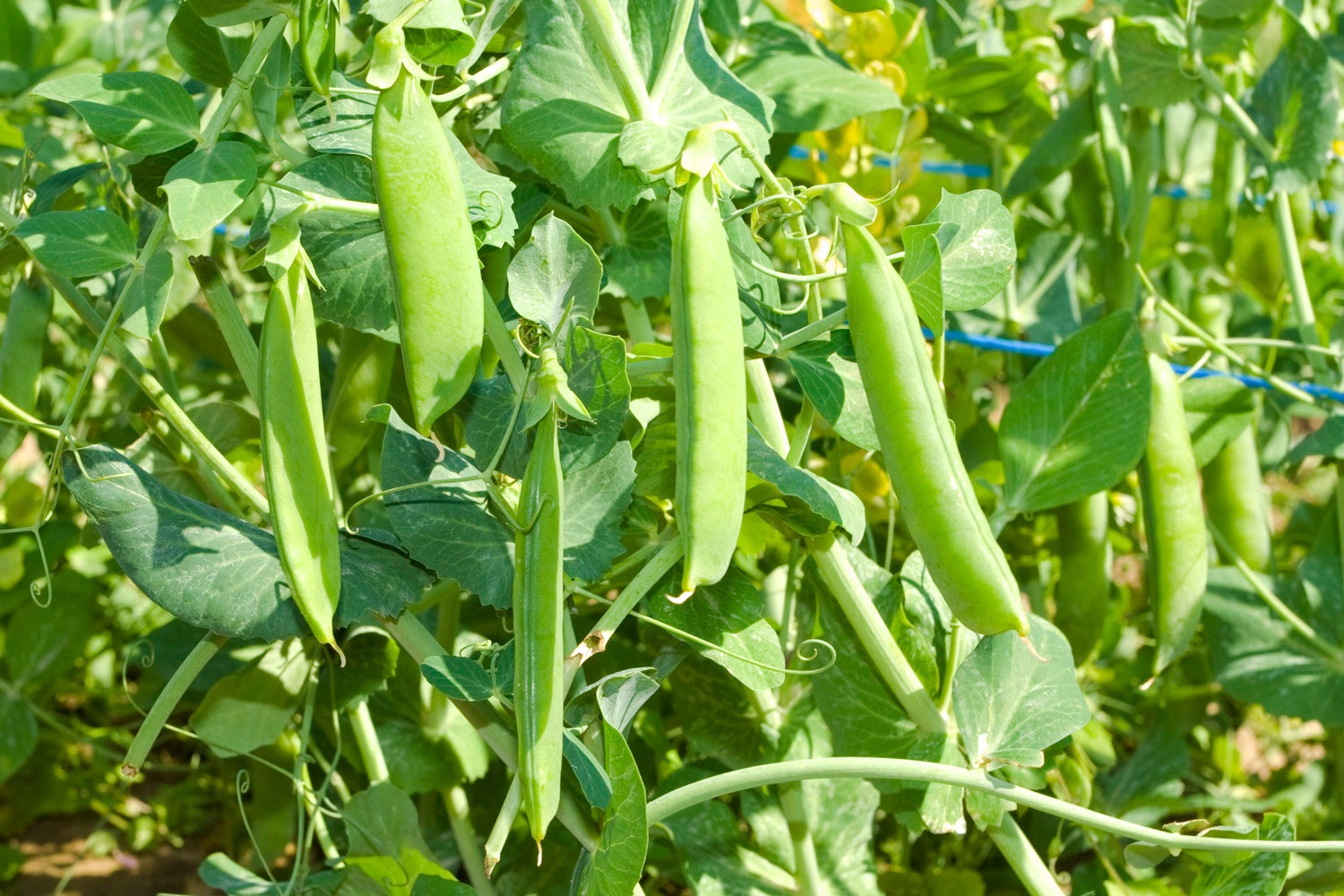 Artikelbild 2 von "BIO Markerbse Wunder v. Kelvedon" aus der Kategorie Markerbsensamen