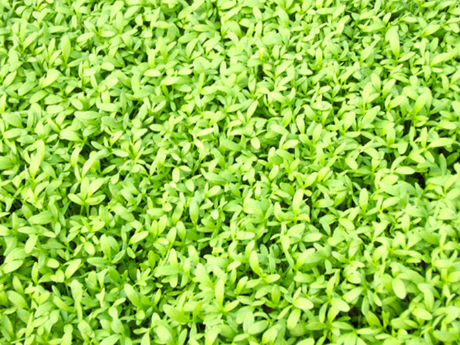 Artikelbild 2 von "BIO Kresse Einfache [MHD 12/2022]" aus der Kategorie Kressesamen