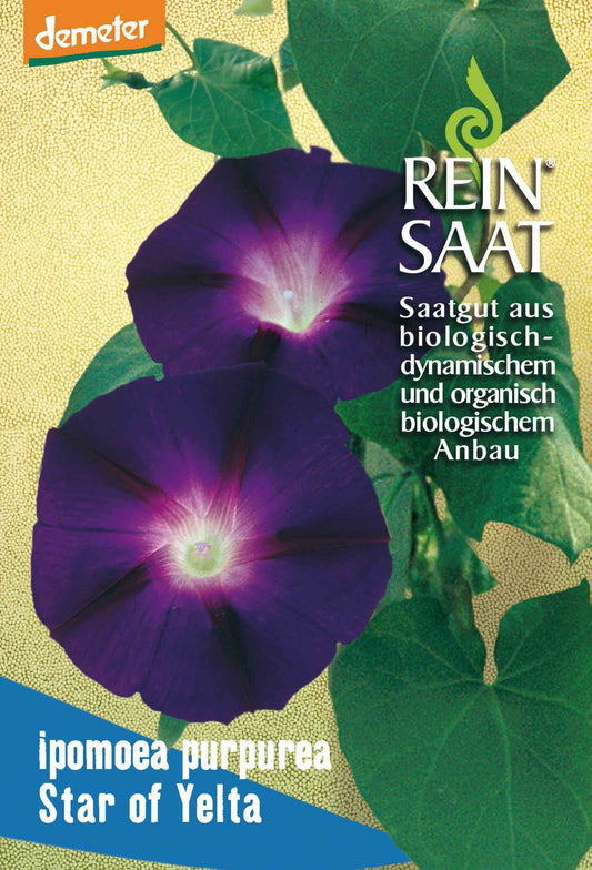 Artikelbild 1 von "BIO Ipomoea purpurea Star of Yelta" aus der Kategorie Windensamen