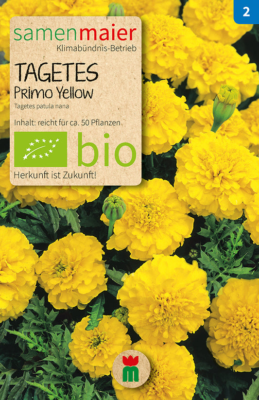 Tagetes Primo Yellow einjährig | BIO Studentenblumensamen von Samen Maier