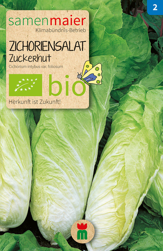 Artikelbild 1 von "BIO Zichoriensalat Zuckerhut" aus der Kategorie Zuckerhutsamen