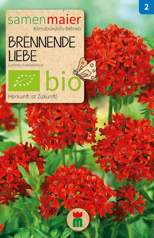 Artikelbild 1 von "Bio-Brennende Liebe mehrjährig" aus der Kategorie Blumensamen