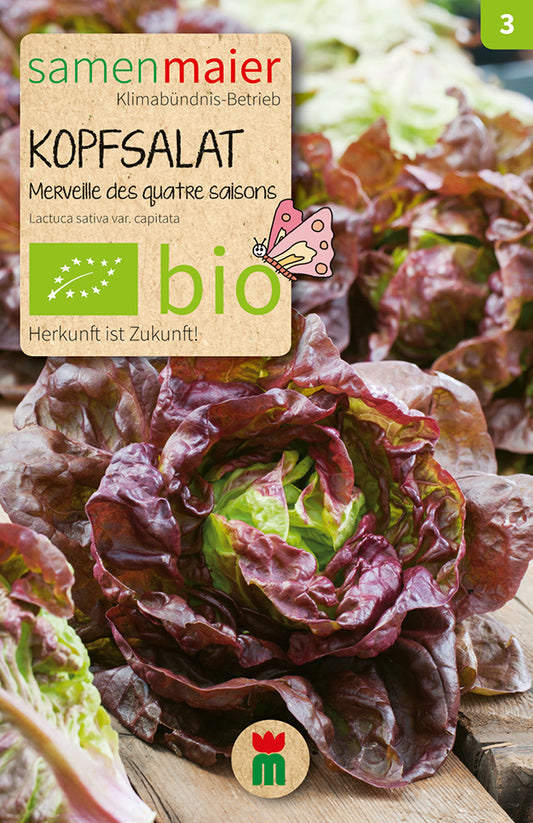 Artikelbild 1 von "BIO Kopfsalat Merveille des quatre saisons" aus der Kategorie Kopfsalatsamen