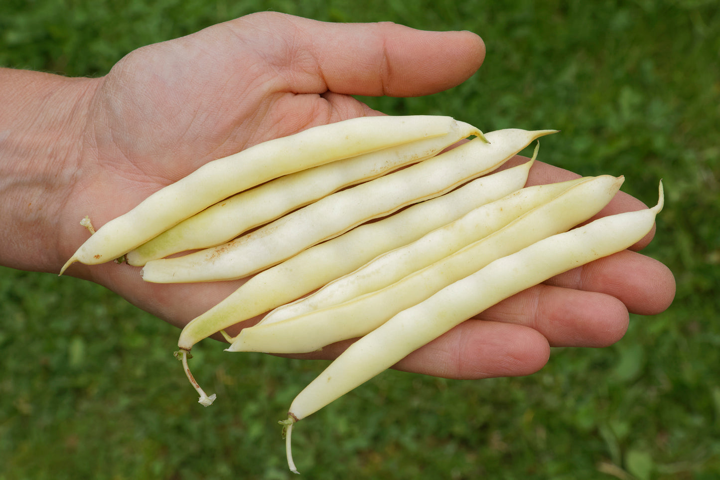 Artikelbild 4 von "BIO Buschbohne Beckers Wachsgelb" aus der Kategorie Buschbohnensamen