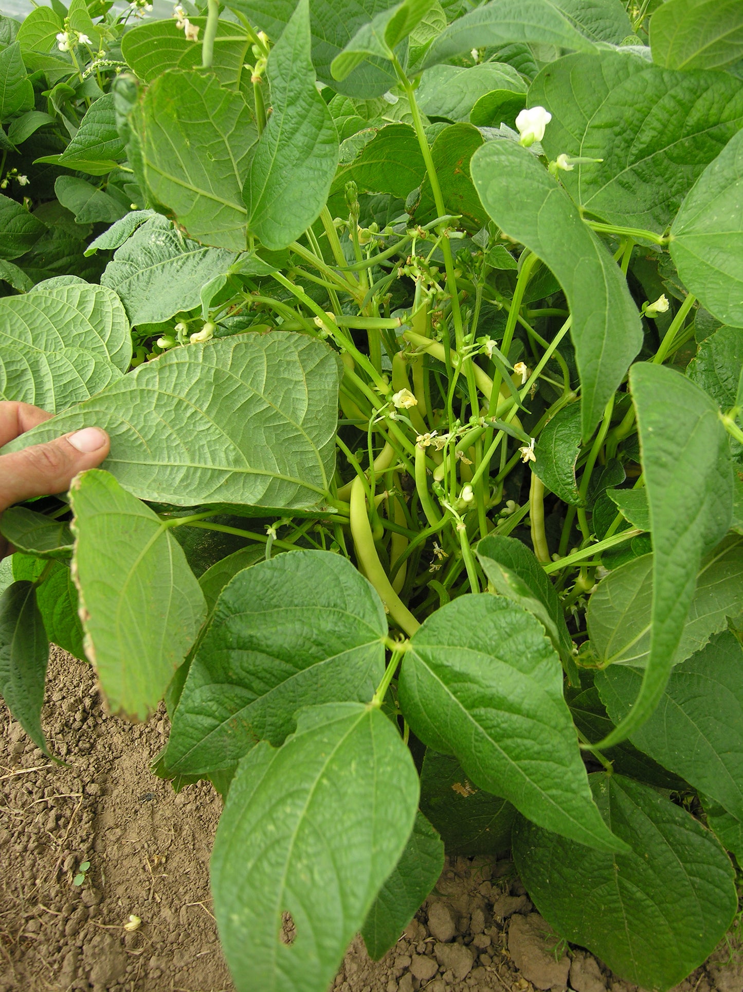 Artikelbild 5 von "BIO Buschbohne Beckers Wachsgelb" aus der Kategorie Buschbohnensamen