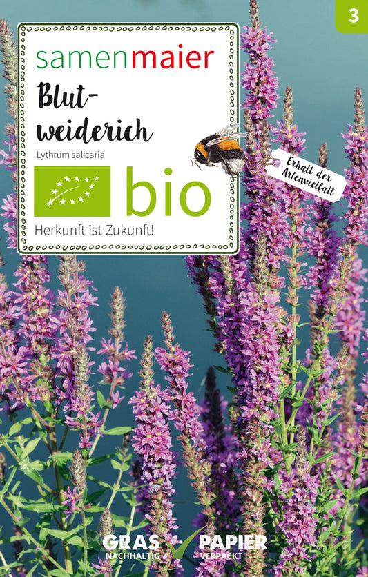 Blut-Weiderich | BIO Wildblumensamen von Samen Maier