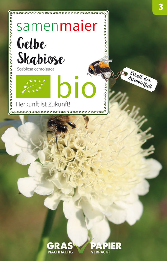 Gelbe Skabiose | BIO Wildblumensamen von Samen Maier