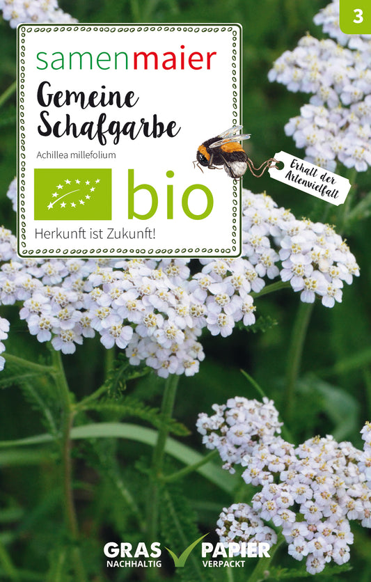 Gemeine Schafgarbe | BIO Blumensamen von Samen Maier