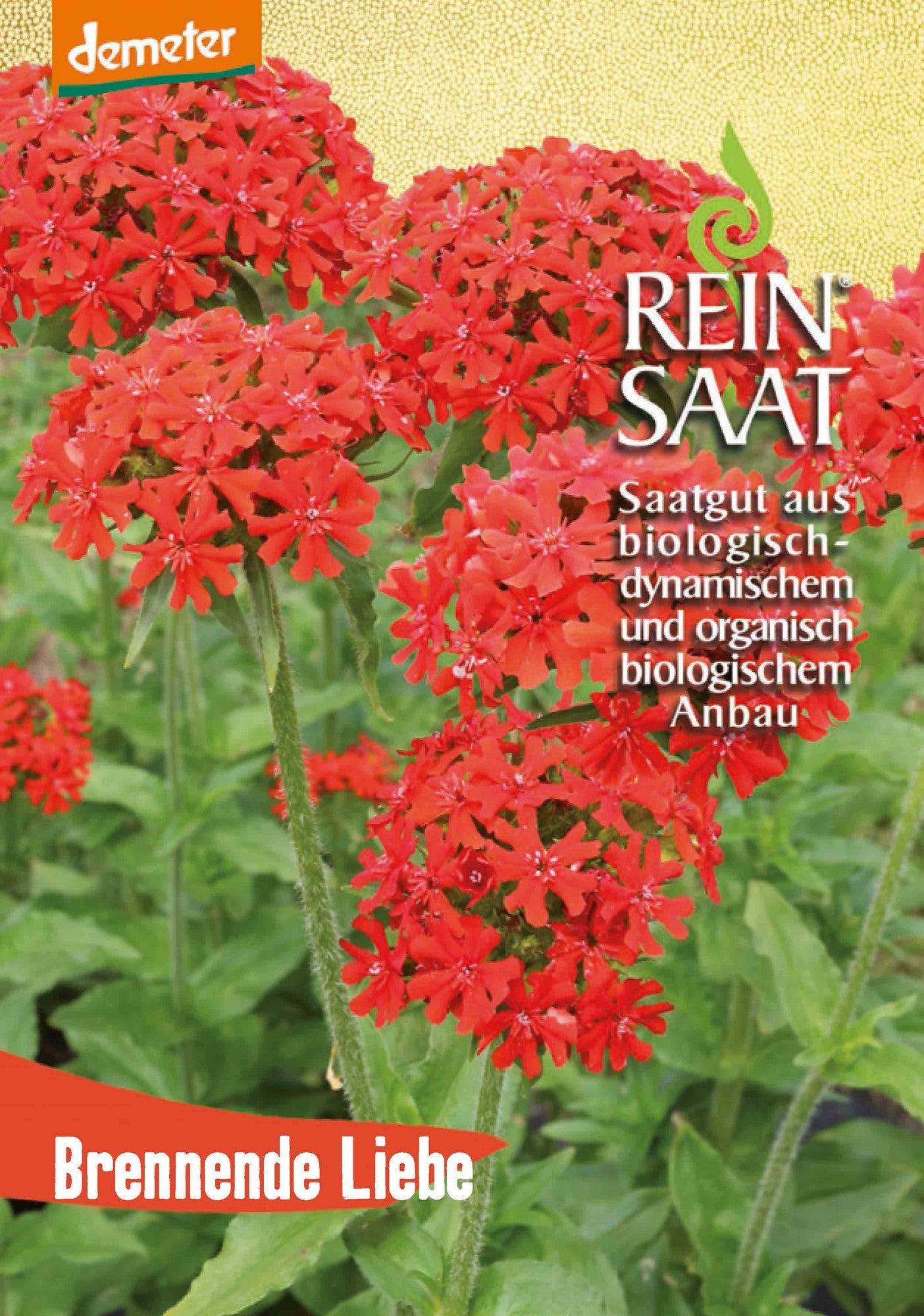 Artikelbild 1 von "BIO Brennende Liebe" aus der Kategorie Nelkensamen
