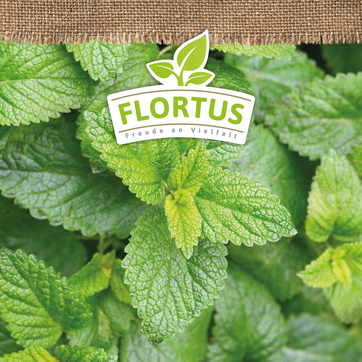 Artikelbild 5 von "BIO Zitronenmelisse" aus der Kategorie Melissensamen