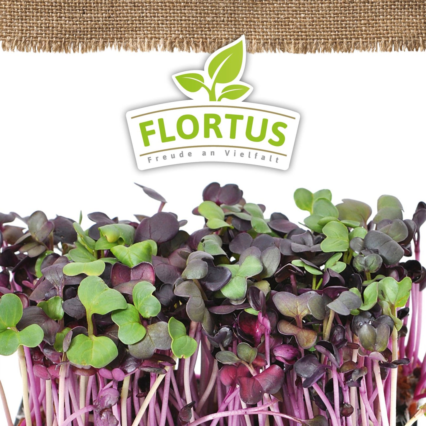 Keimsprossen Radies | BIO Keimsprossen von FLORTUS