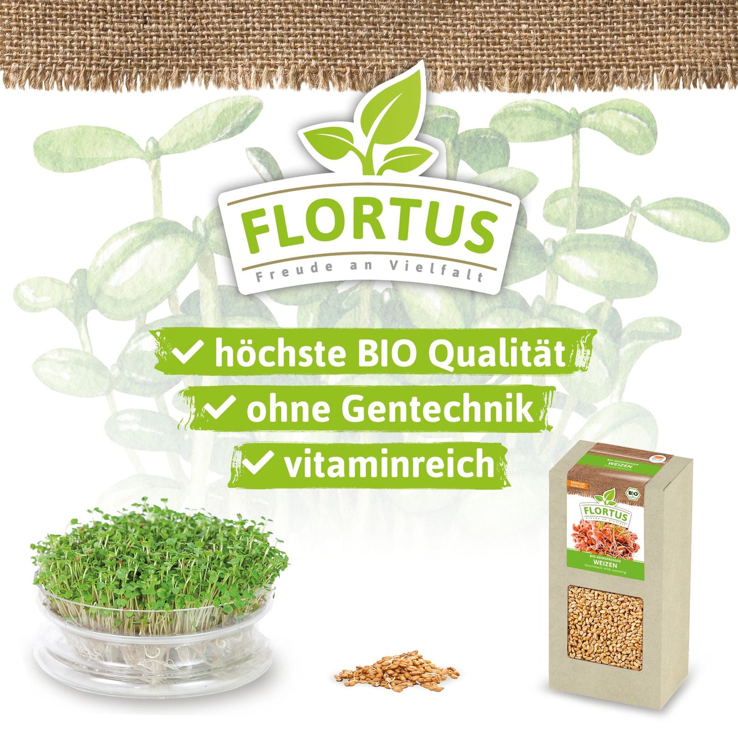 Keimsprossen Weizen | BIO Keimsprossen von FLORTUS
