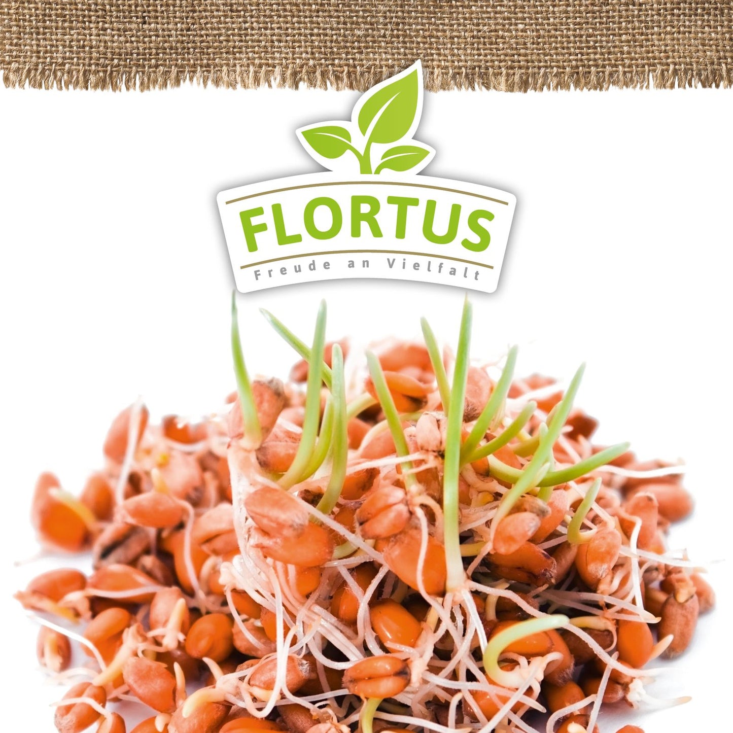 Keimsprossen Weizen | BIO Keimsprossen von FLORTUS