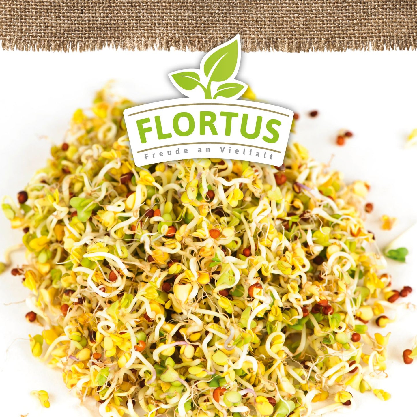 Keimsprossen Brokkoli | BIO Keimsprossen von FLORTUS