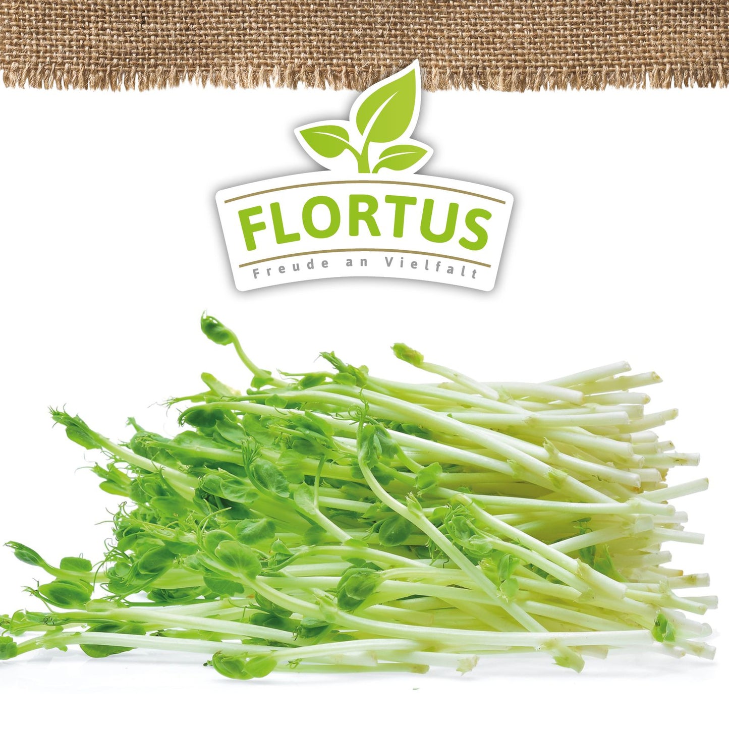 Keimsprossen Grüne Erbse | BIO Keimsprossen von FLORTUS