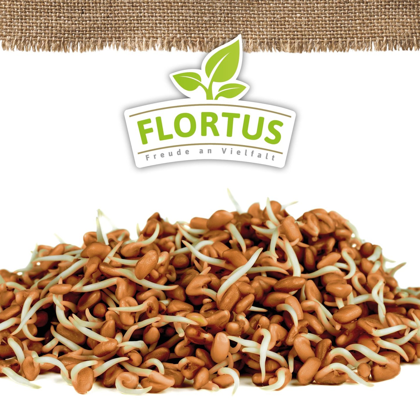 Keimsprossen Bockshornklee | BIO Keimsprossen von FLORTUS