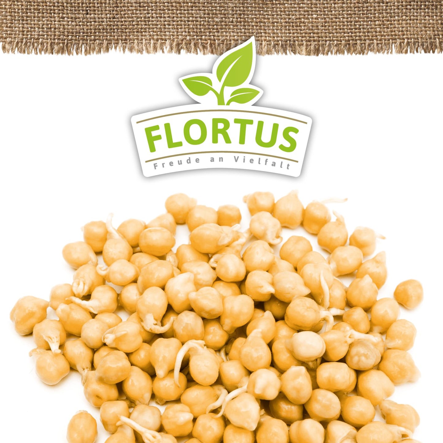 Keimsprossen Kichererbse | BIO Keimsprossen von FLORTUS