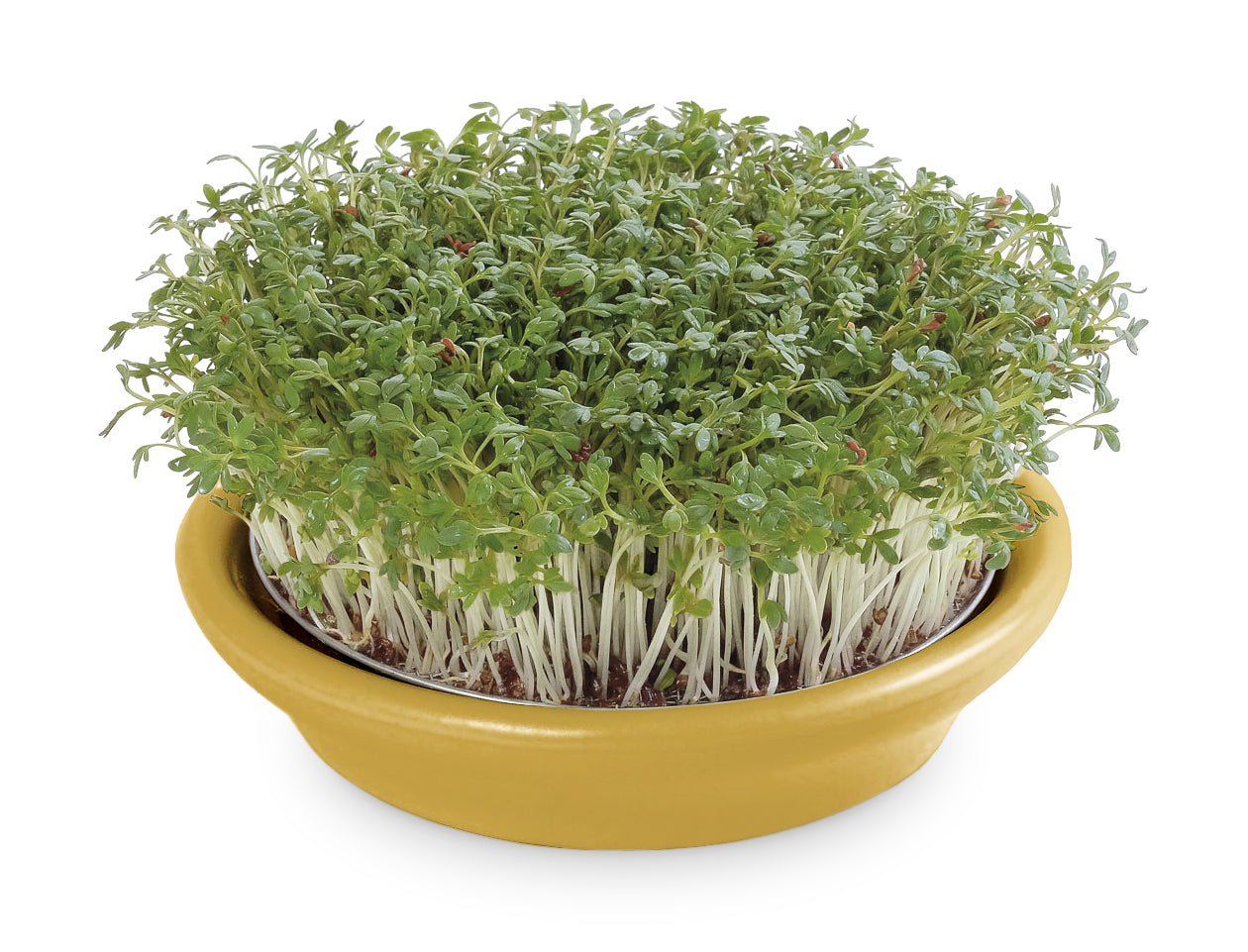 Artikelbild 2 von "Kressesieb gelb (12 cm)" aus der Kategorie Keimschale