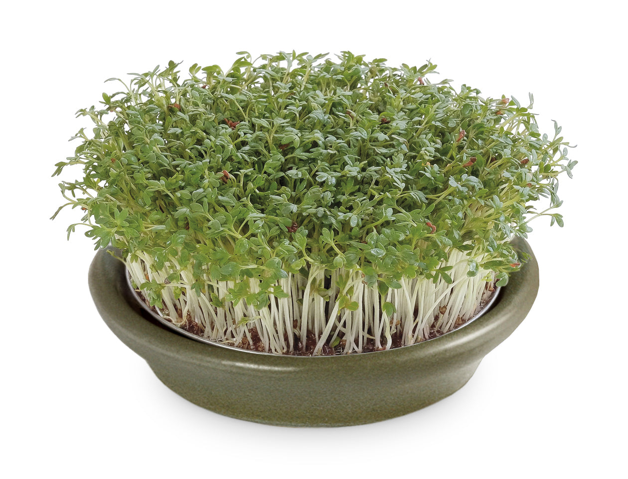 Artikelbild 2 von "Kressesieb effekt-grün (12 cm)" aus der Kategorie Keimschale