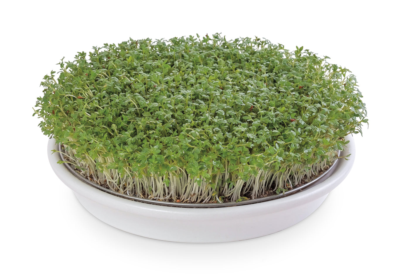 Artikelbild 2 von "Kressesieb weiß (21,5 cm)" aus der Kategorie Keimschale