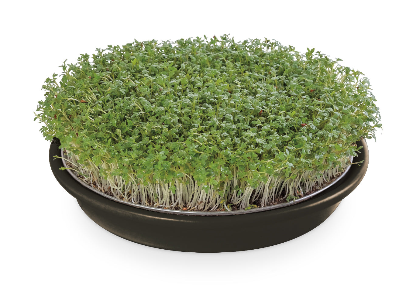 Artikelbild 2 von "Kressesieb anthrazit (21,5 cm)" aus der Kategorie Keimschale