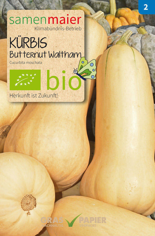 Kürbis Butternut | BIO Butternutkürbissamen von Samen Maier