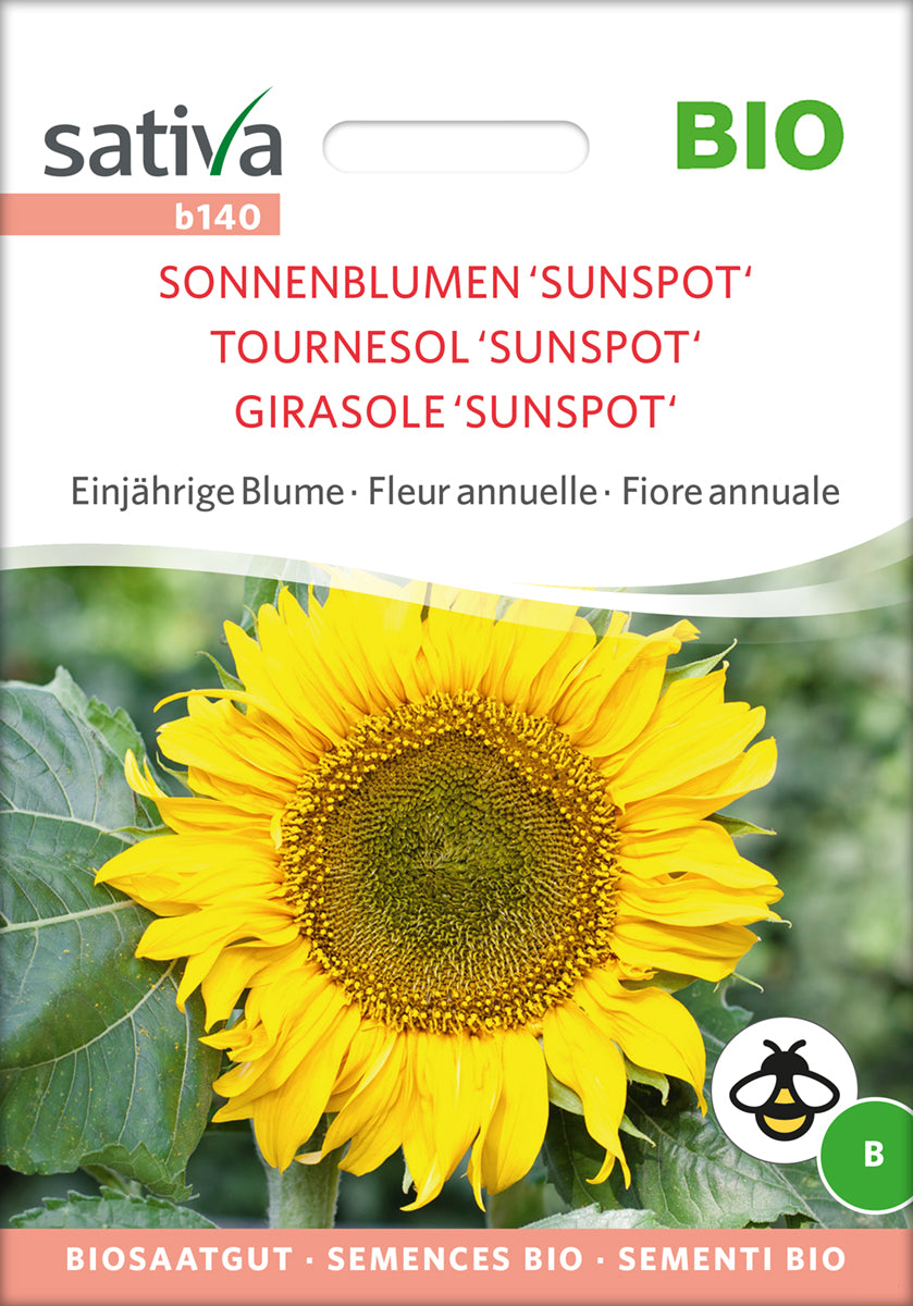 Artikelbild 1 von "BIO Sonnenblume Sunspot [MHD 12/2024]" aus der Kategorie Sonnenblumensamen