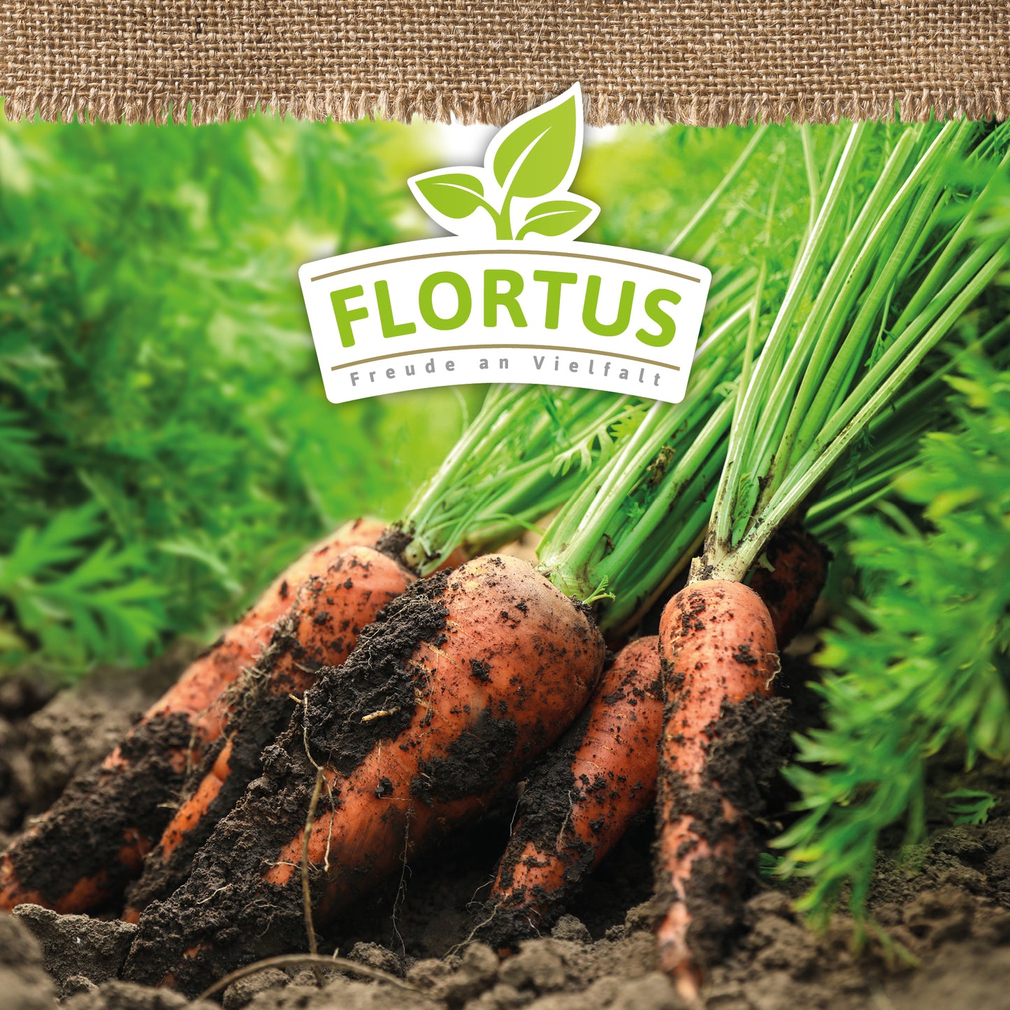 Artikelbild 5 von "BIO Möhre Nantaise 2" aus der Kategorie Möhrensamen