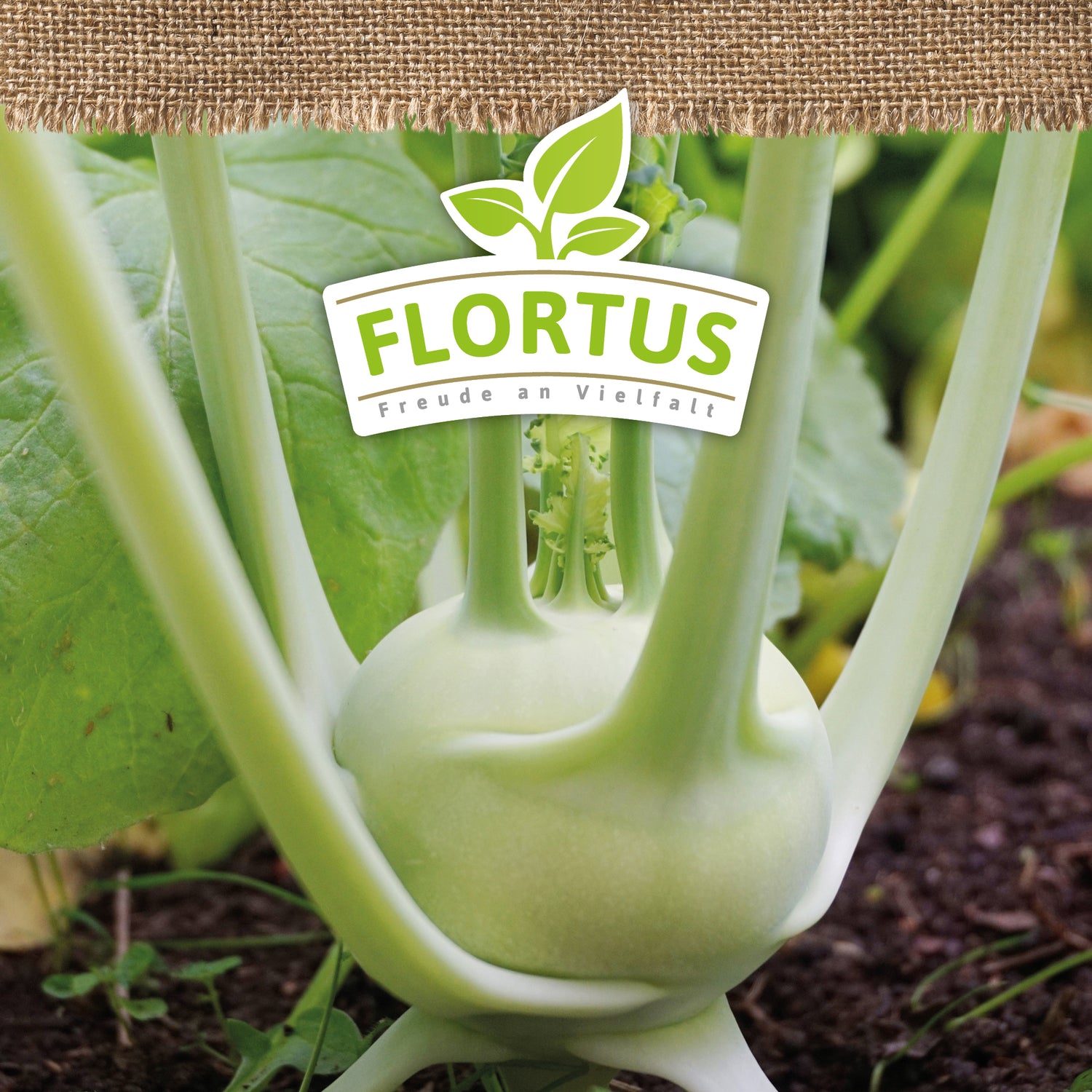 Artikelbild 5 von "BIO Kohlrabi Superschmelz" aus der Kategorie Kohlrabisamen