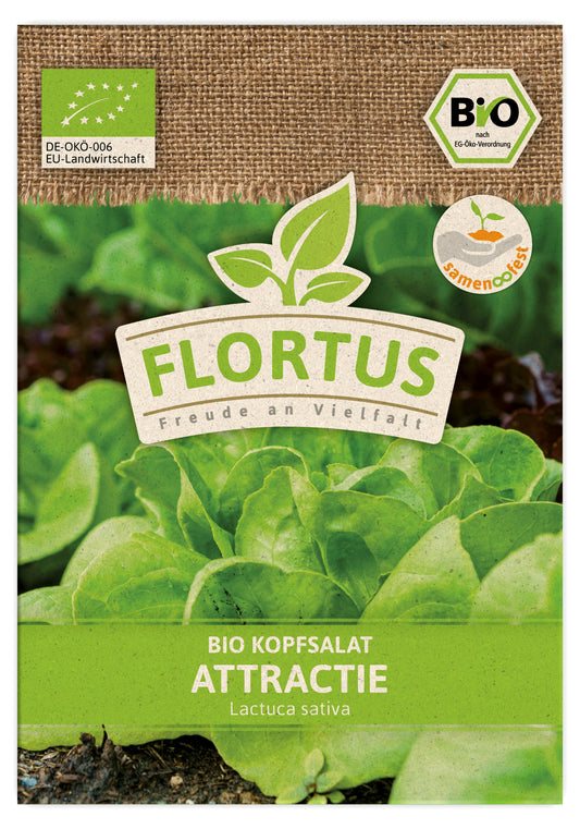 Kopfsalat Attractie | BIO Salatsamen von FLORTUS