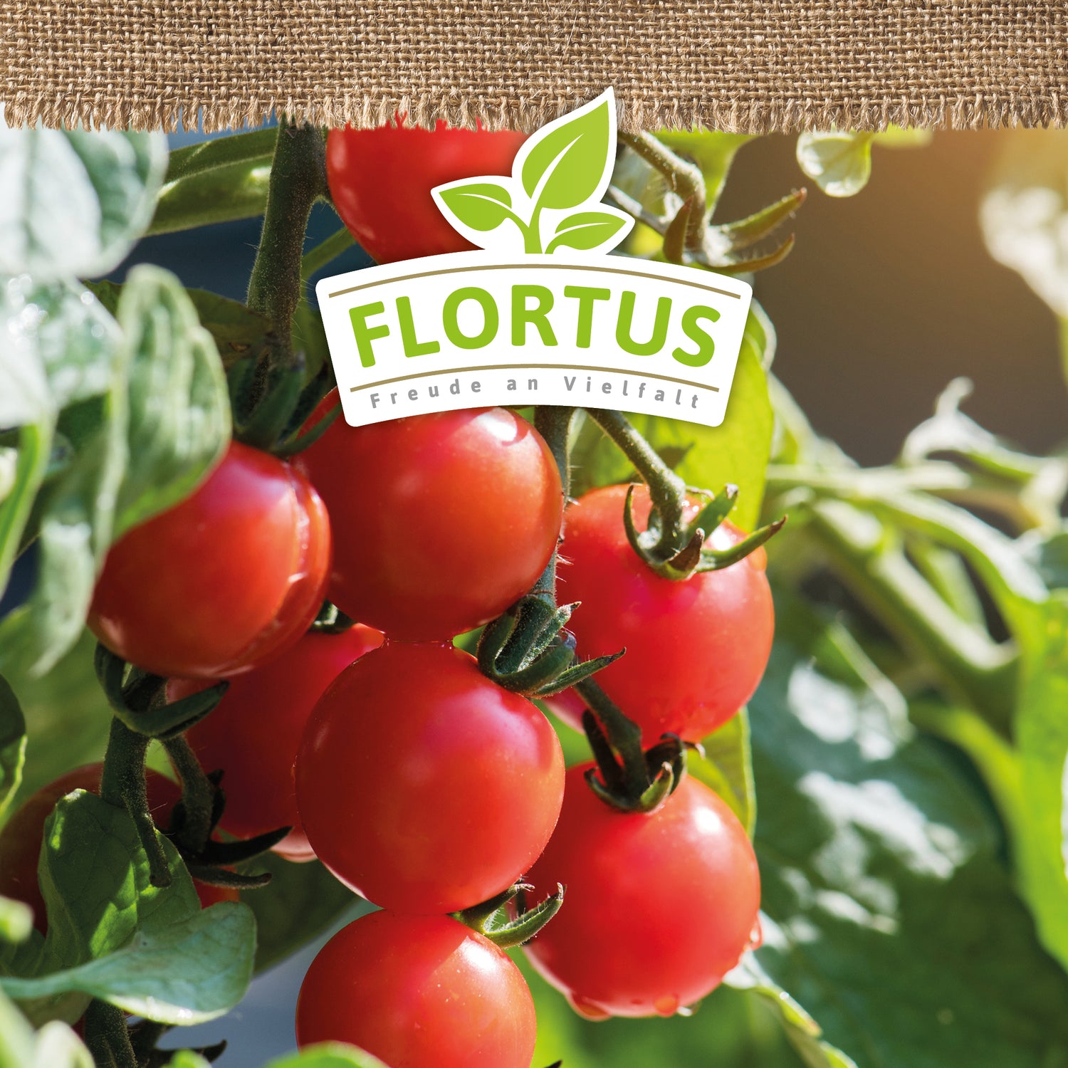 Artikelbild 5 von "BIO Kirschtomate Zuckertraube" aus der Kategorie Kirschtomatensamen