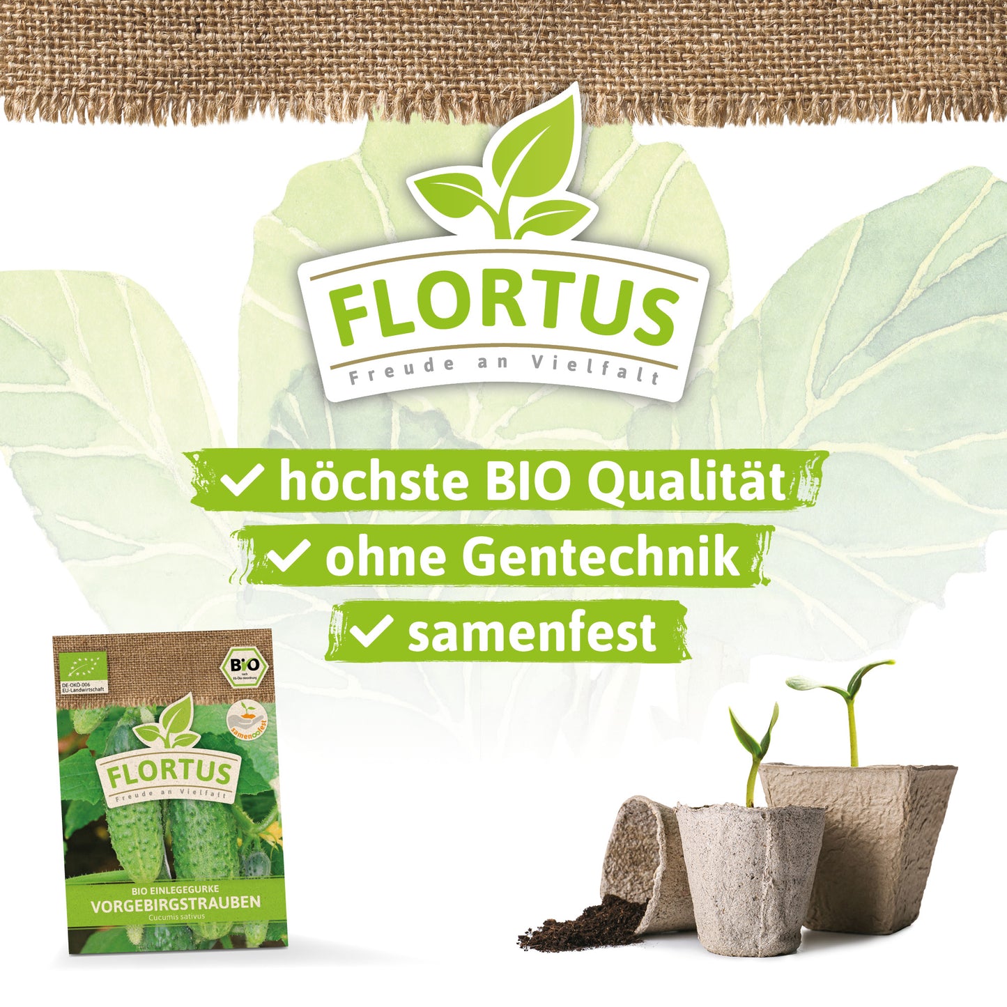 Artikelbild 3 von "BIO Einlegegurke Vorgebirgstrauben" aus der Kategorie Einlegegurkensamen