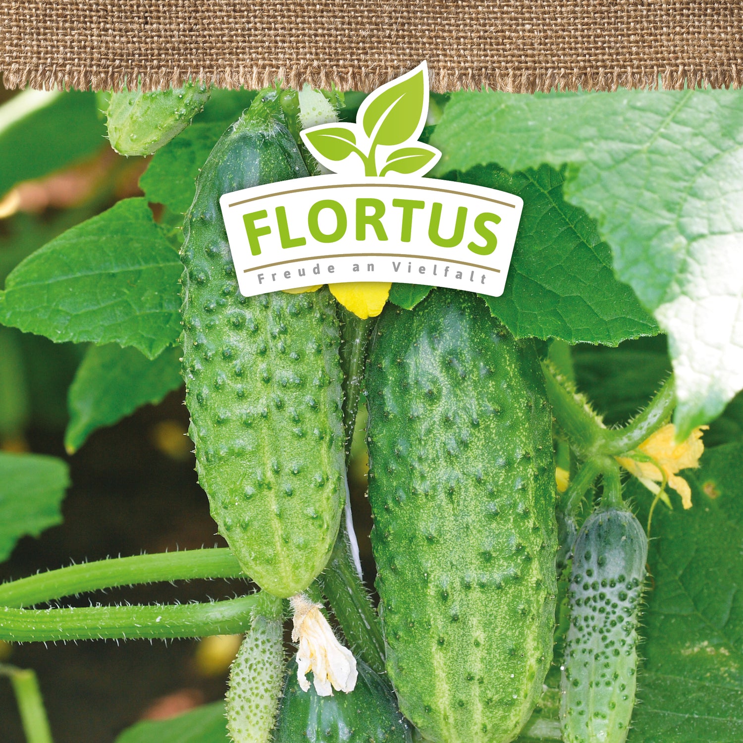 Artikelbild 5 von "BIO Einlegegurke Vorgebirgstrauben" aus der Kategorie Einlegegurkensamen