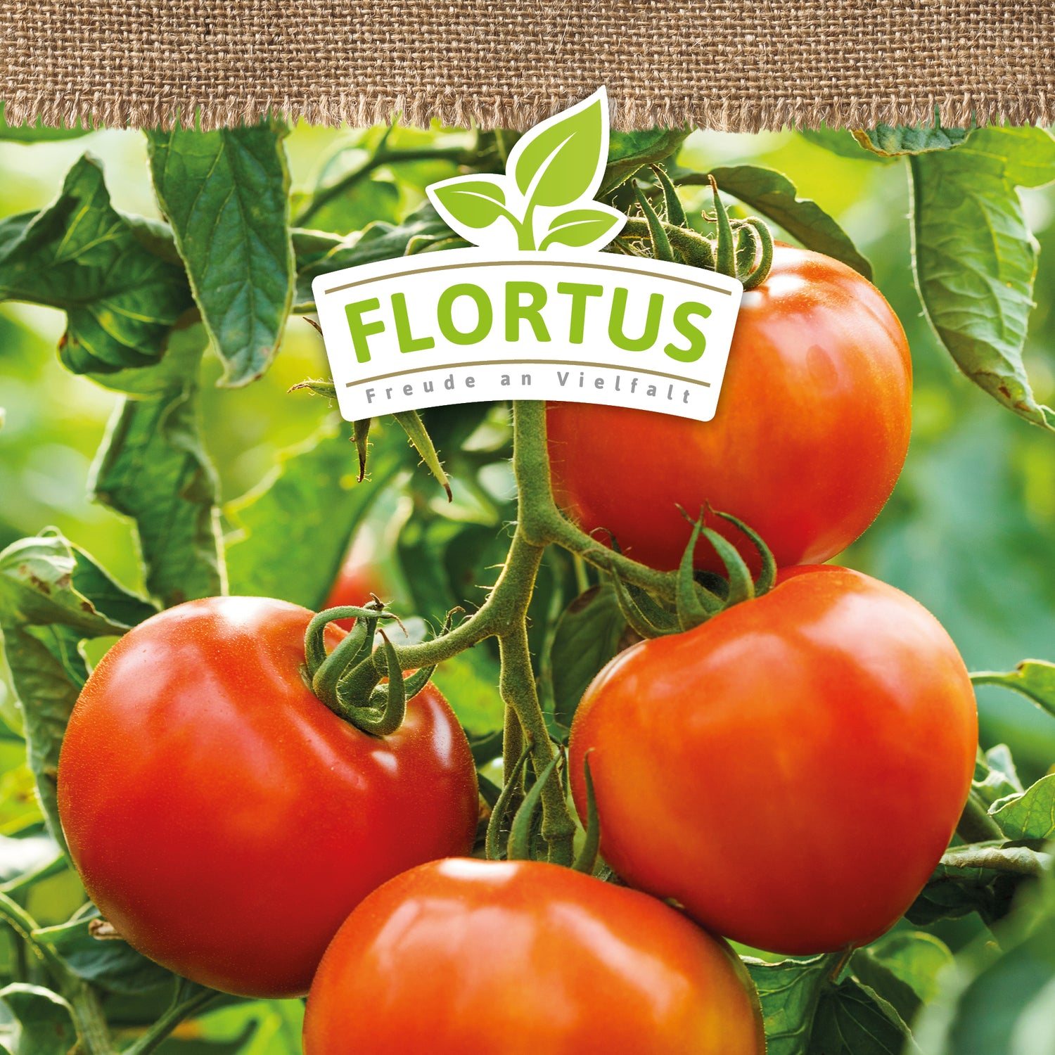 Artikelbild 5 von "BIO Tomate Moneymaker" aus der Kategorie Tomatensamen