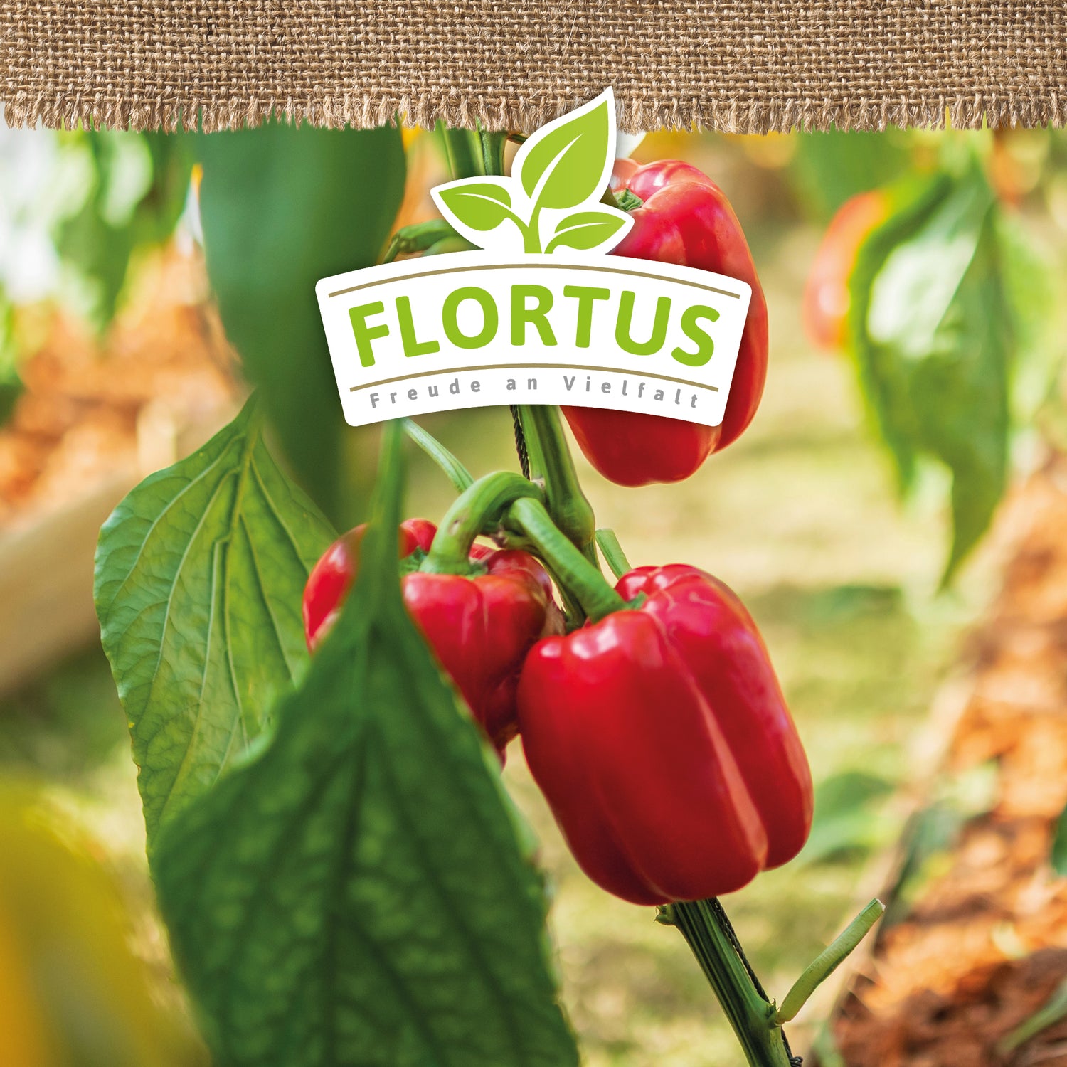 Artikelbild 5 von "BIO Paprika Yolo Wonder" aus der Kategorie Paprikasamen