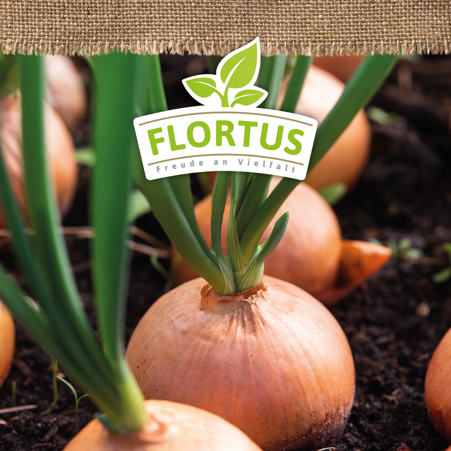 Artikelbild 5 von "BIO Zwiebel Stuttgarter Riesen" aus der Kategorie Zwiebelsamen