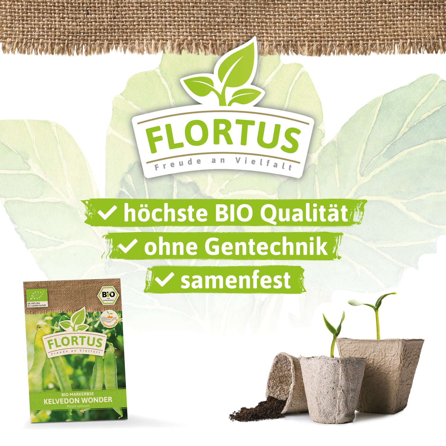 Artikelbild 3 von "BIO Markerbse Kelvedon Wonder" aus der Kategorie Markerbsensamen