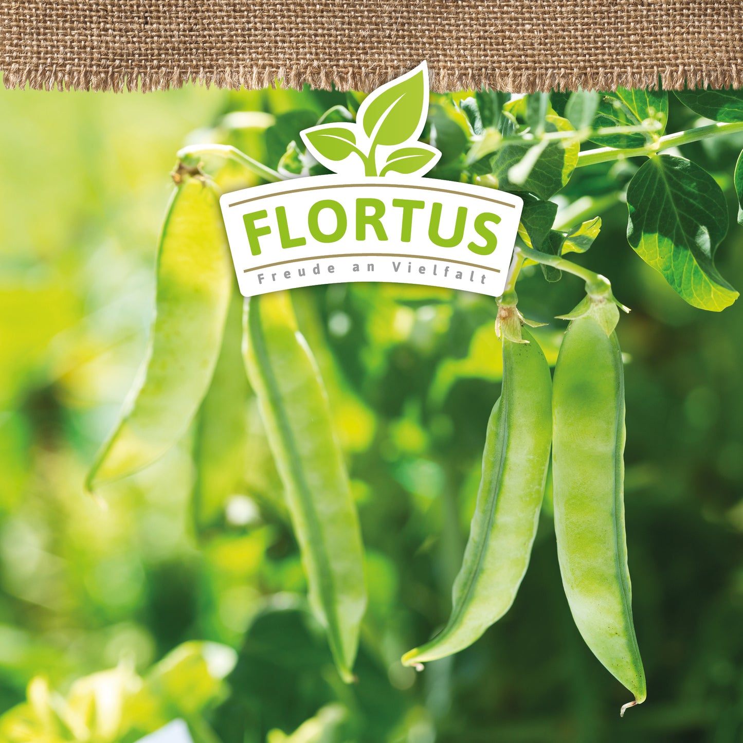 Artikelbild 5 von "BIO Markerbse Kelvedon Wonder" aus der Kategorie Markerbsensamen