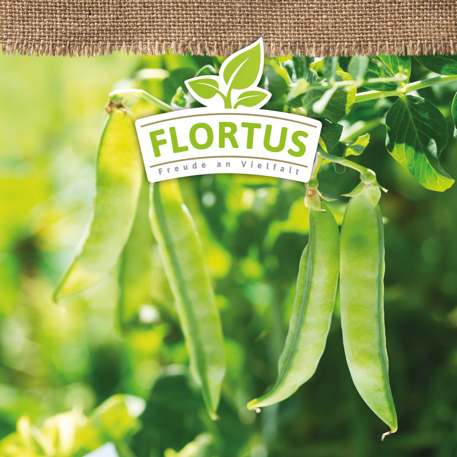 Artikelbild 5 von "BIO Markerbse Kelvedon Wonder" aus der Kategorie Markerbsensamen