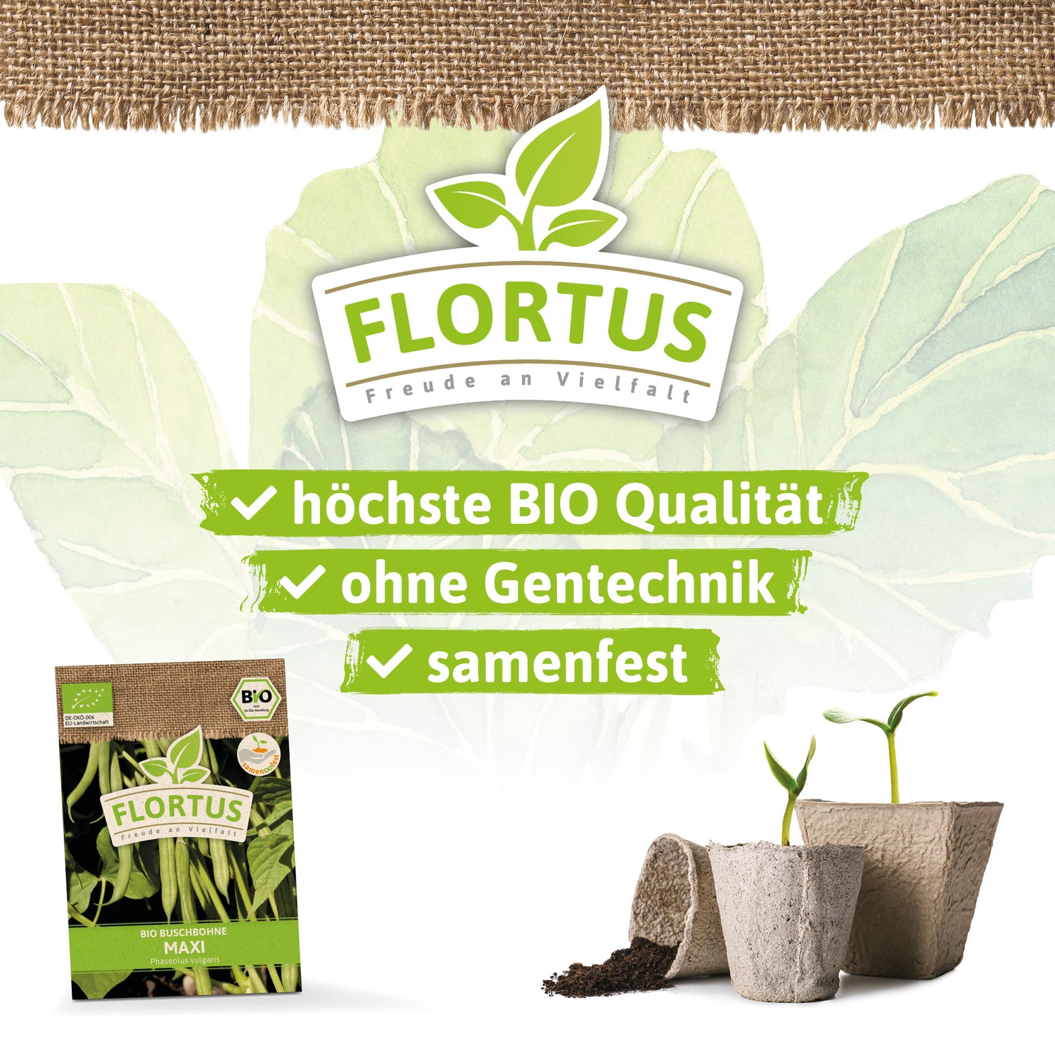 Artikelbild 3 von "BIO Buschbohne Maxi" aus der Kategorie Buschbohnensamen